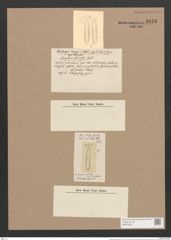 Amphora speciosa Greg. (de-Toni-Nr.: Genus 36, Species 1650) Zeichnungen Sammlung Grunow Nr. 3158 (NHMW-BOT-W0370594)